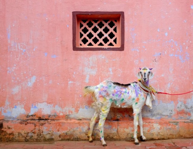 A colorful goat