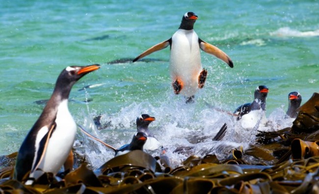 Flying Gentoo Penguin