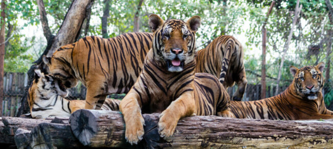 shutterstock_120934303