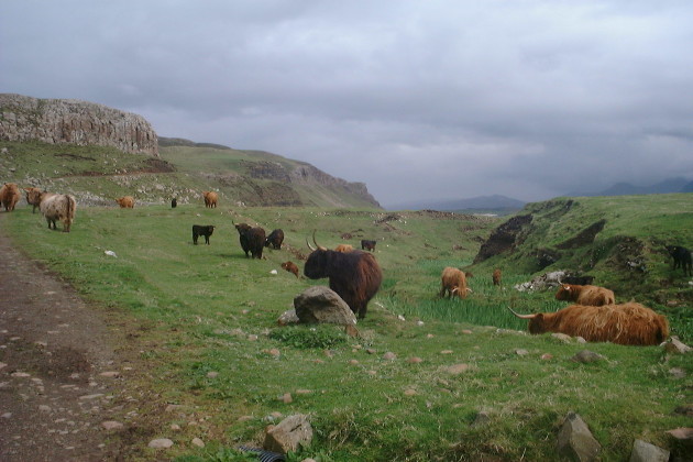 Highland_cattle_on_Canna