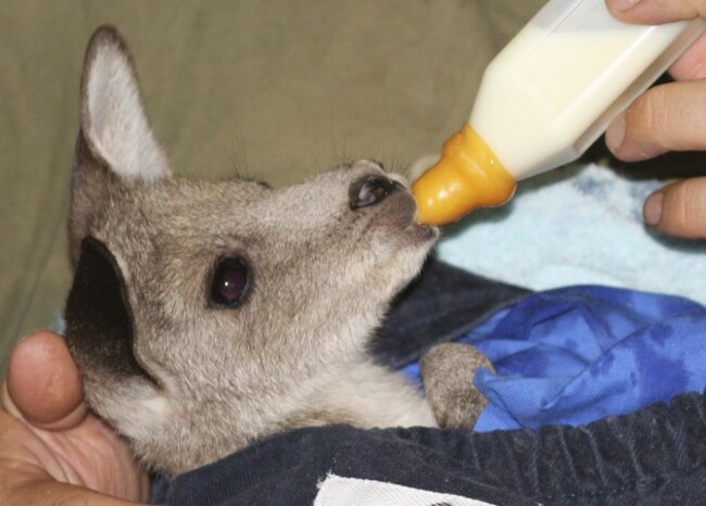 Australia Dangerous Kangaroos