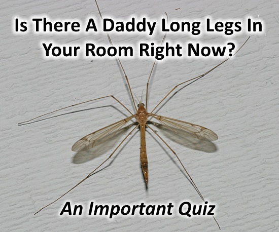 daddyquiz