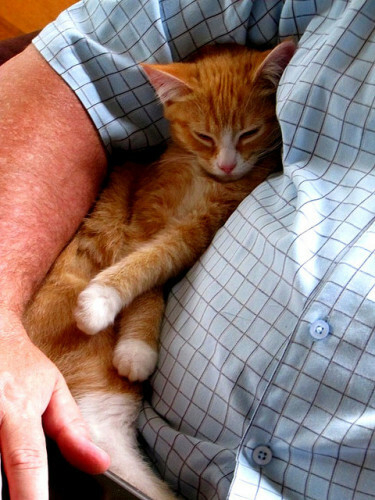 asleep on dad