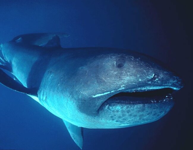 Megamouth_shark2