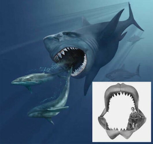 The best sharks on earth, ranked by the most unusual · TheJournal.ie