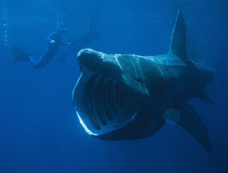 Megamouth shark - Wikipedia