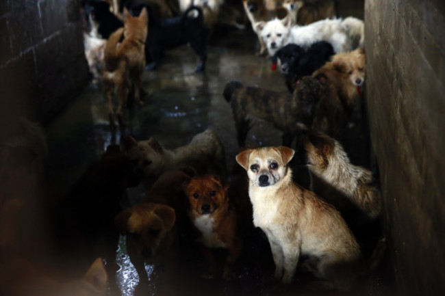 Humane Society International visits dog meat markets and slaughterhouses in Yulin, China