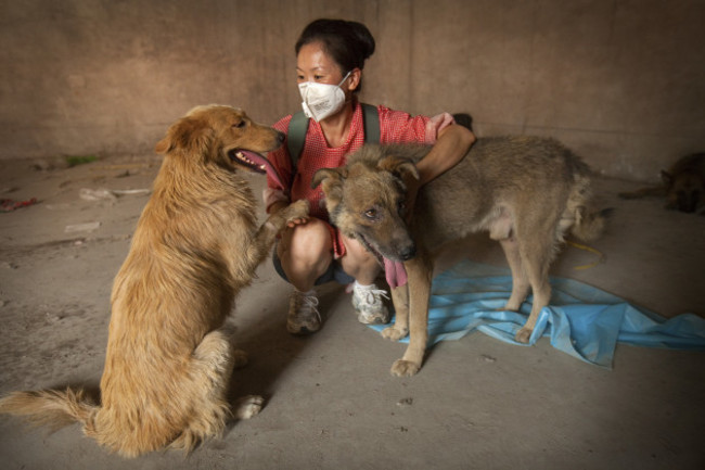 Beijing Rescue of Dogs Headed For The Dog Meat Trade