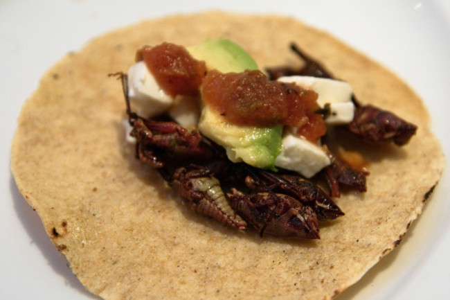 Tacos de Chapulines