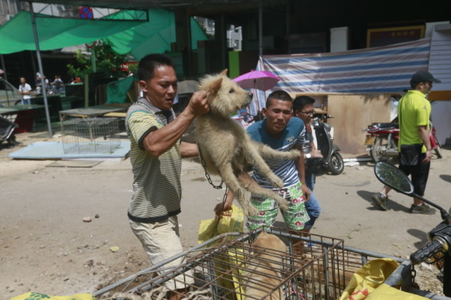 Humane Society International visits Yulin, China, during Dog Meat Festival