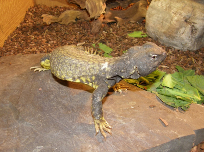 uromastyx