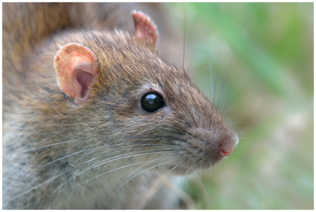 Rat surmulot / Brown Rat