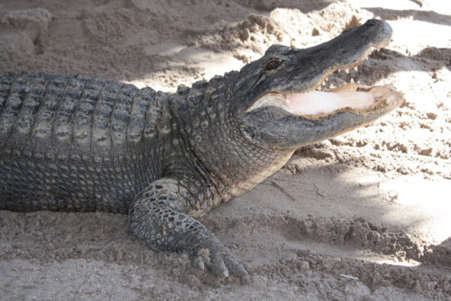 Alligator far and air boat