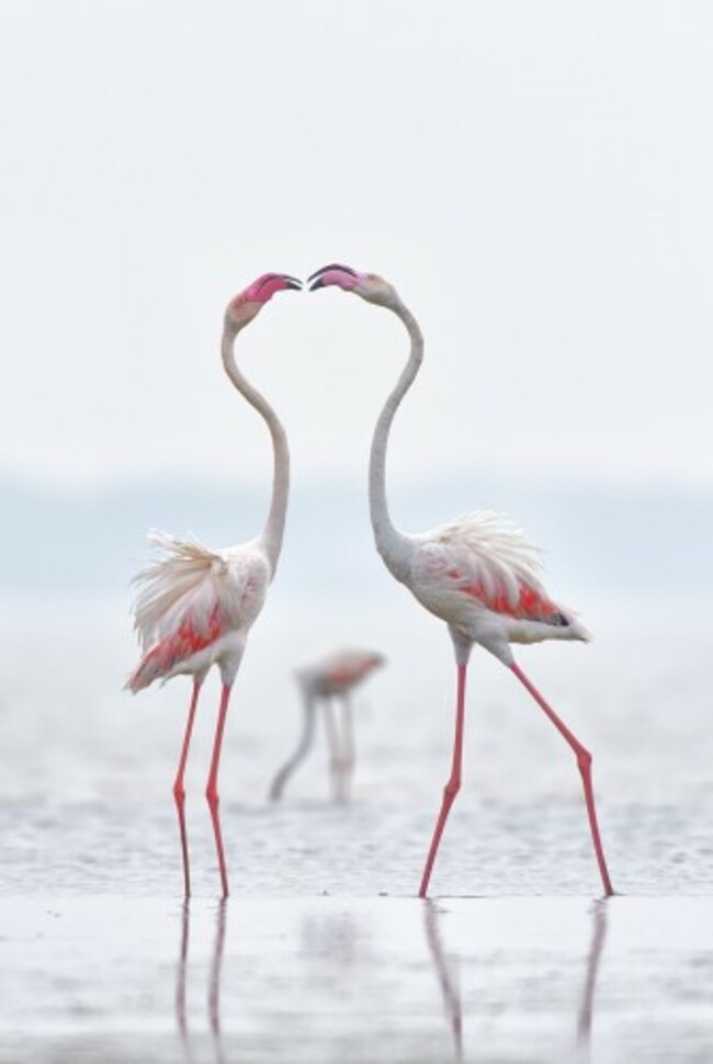 Love or Fight!