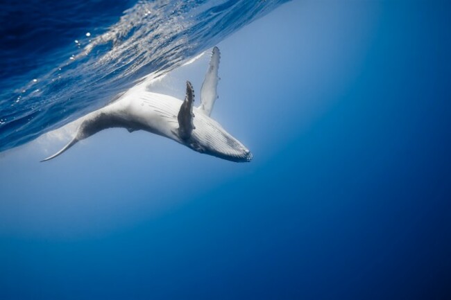 Humpback Whale Calf at Vava'u Island