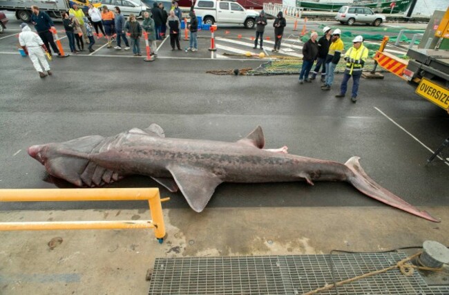 basking-shark-1