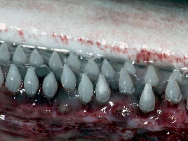 Australian fishermen accidentally catch extremely rare giant basking shark