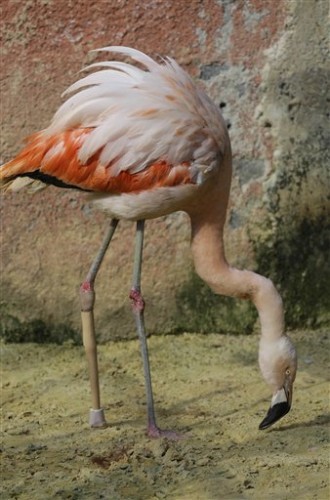 APTOPIX Brazil Artificial Leg Flamingo