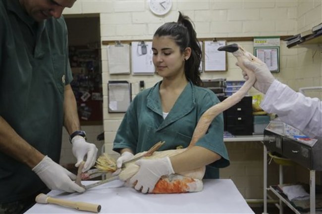 Brazil Artificial Leg Flamingo