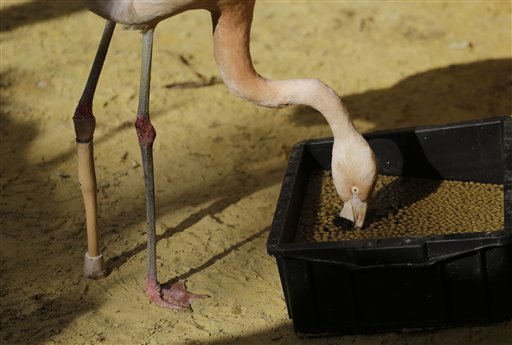 Brazil Artificial Leg Flamingo