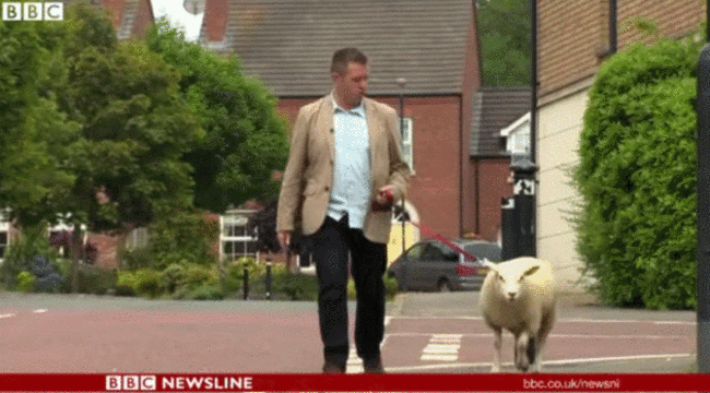 lamb1