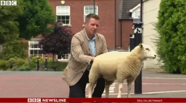 lamb2