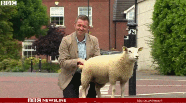 lamb3