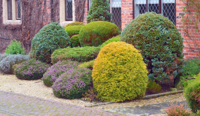 Interesting bushes