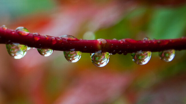 String of Pearls