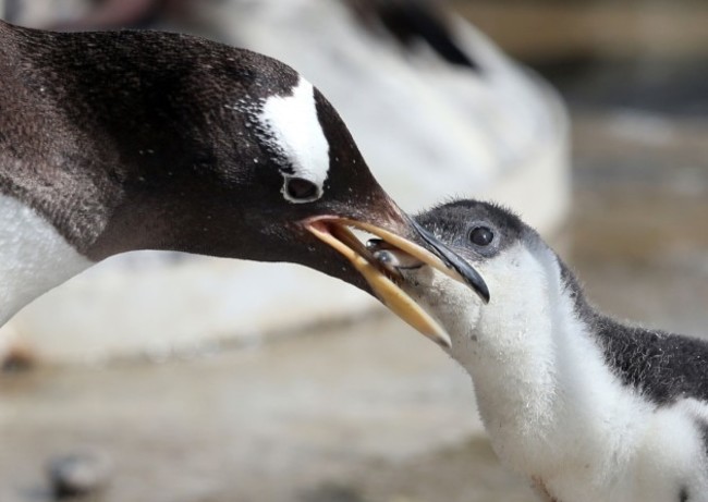 Penguin chicks at Edinburgh Zoo