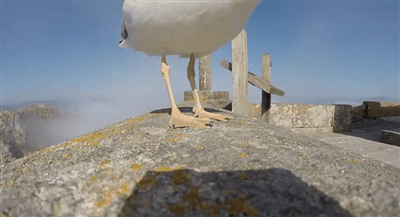 seagull1