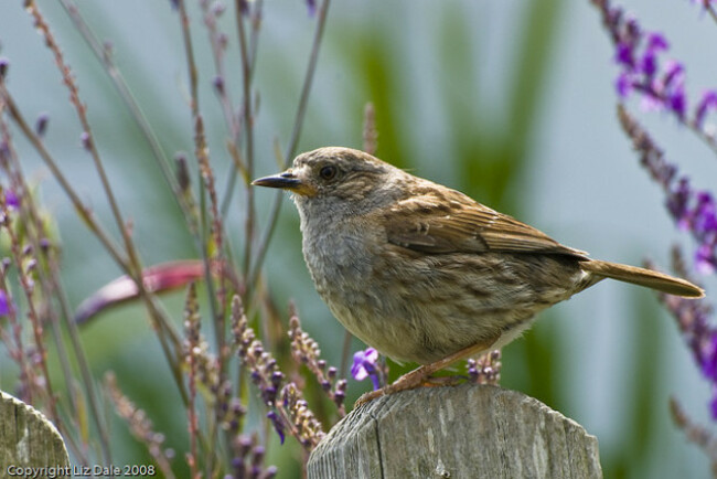 Dunnock (Hedge Sparrow)