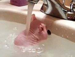giphy (14)