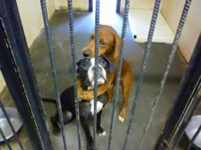 Timeline Photos - Angels Among Us Pet Rescue | Facebook