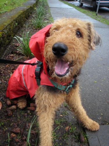 Airedale in a Raincoat