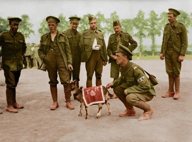 soldiers-from-the-canadian-infantry-pose-with-their-units-animal-mascot-the-pets-were-a-common-means-of-boosting-morale-in-the-midst-of-an-unimaginably-violent-conflict
