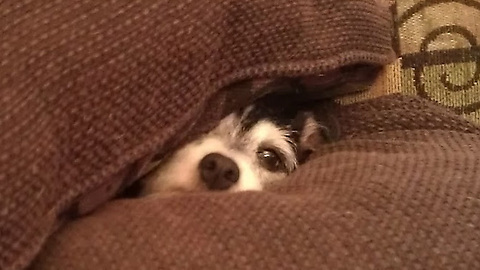 My Jack Russell in her Pillow Fort