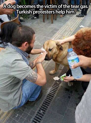 21 acts of kindness to animals that will restore your faith in humanity