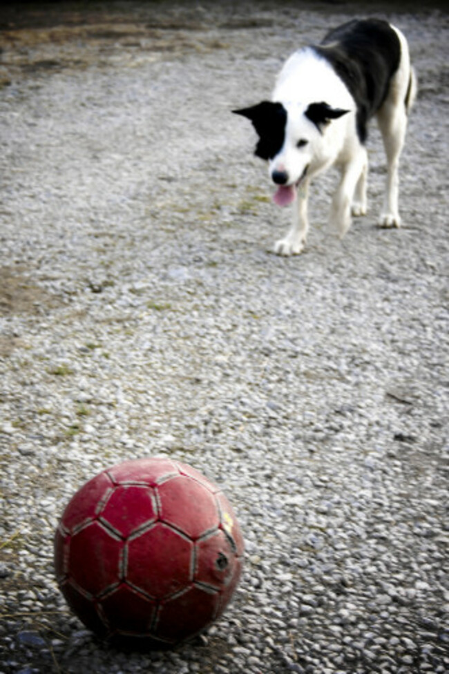 Meet moss the dog & his red ball