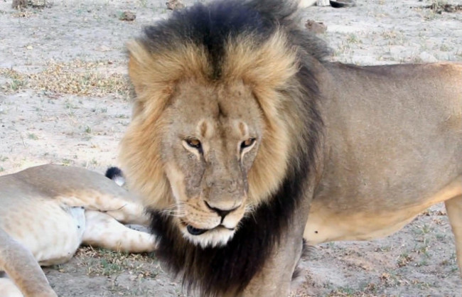 Zimbabwe Lion Killed