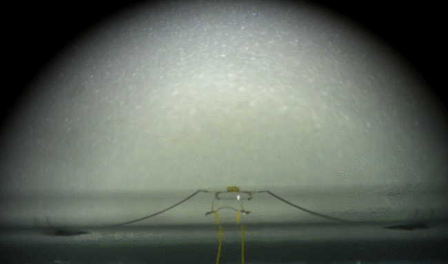 stick insect robot