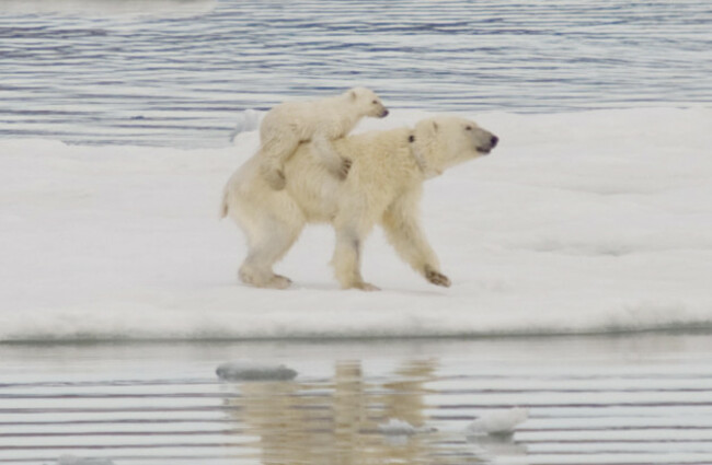 Polar bears