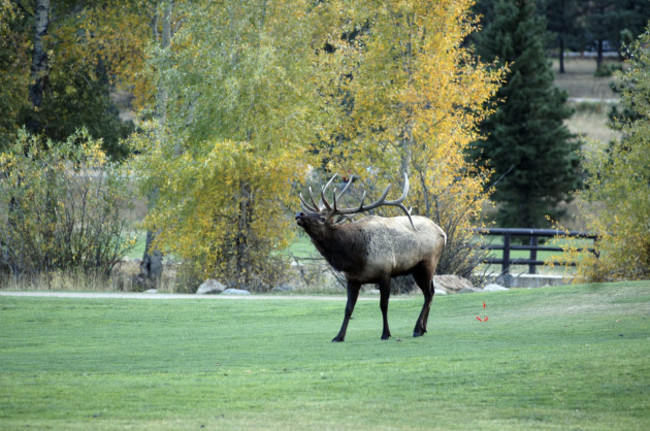 Travel Trip Colorado Elk