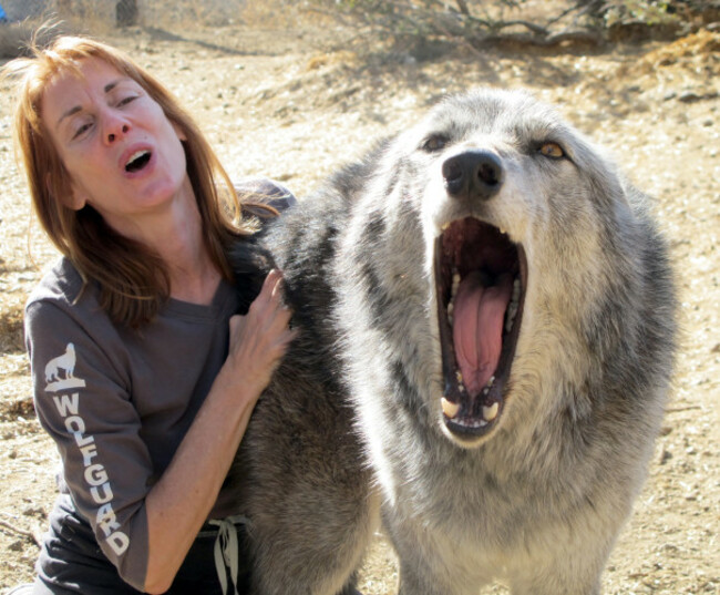 Pets Wolf Dogs