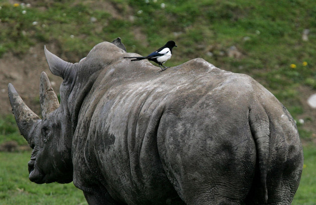 Southern white rhinoceros - Dublin Zoo