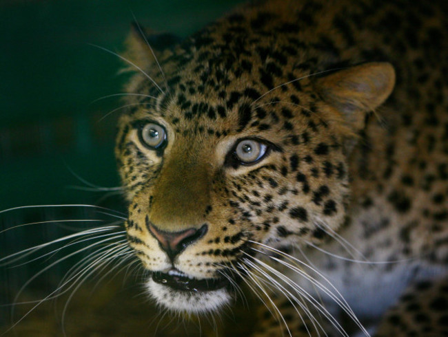 Northern Chinese Leopard believed to be first in UK
