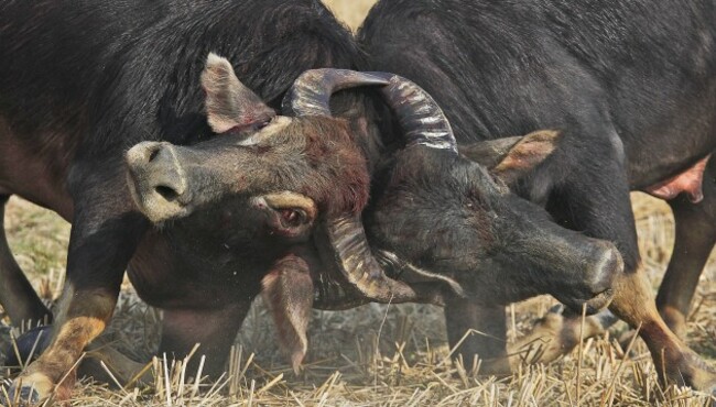 India Buffalo fight