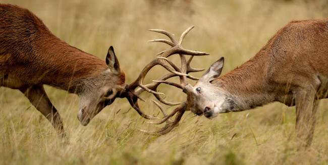 Rutting deers