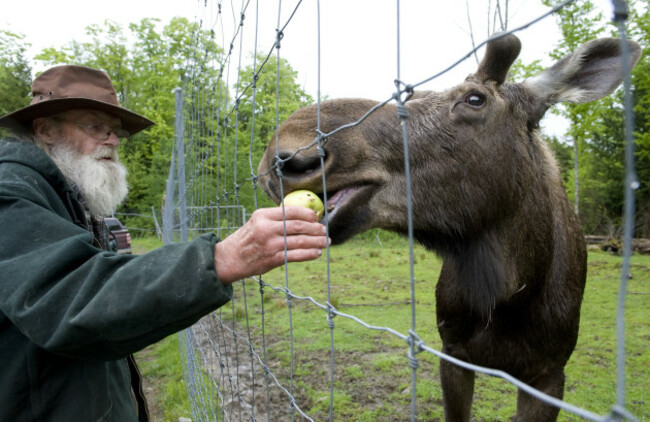 Pete The Moose