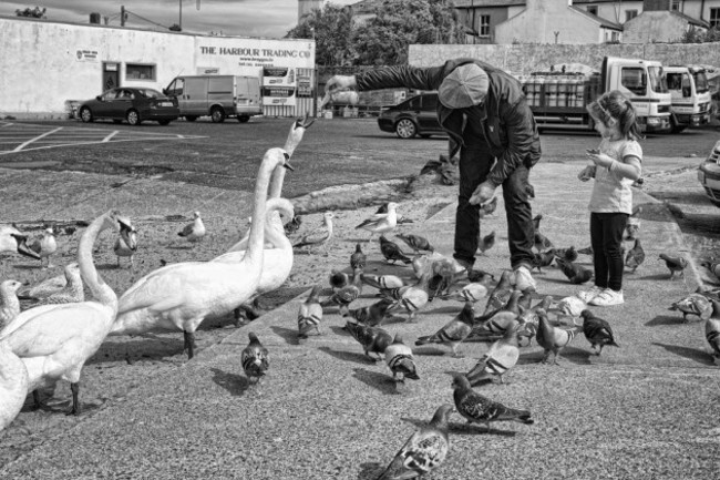 Feeding the Swans